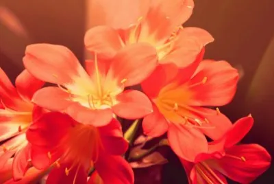flores jigsaw puzzle
