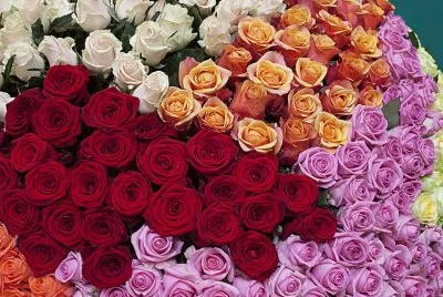 Roses