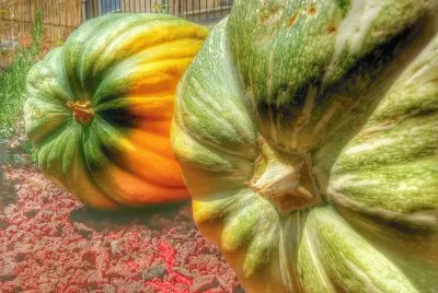 pumpkin