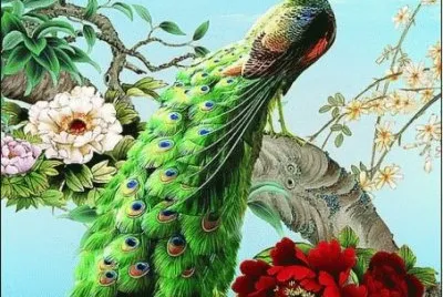 Royal Peacock
