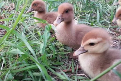 Ducklings