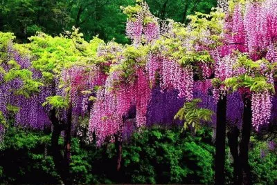 imagens jigsaw puzzle