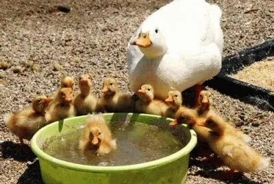 mom#207