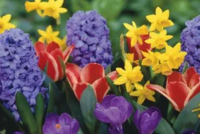 flowers jigsaw puzzle