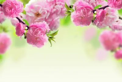 flowers jigsaw puzzle