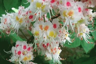 flor