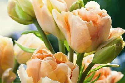 imagens jigsaw puzzle