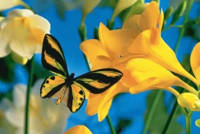 imagens jigsaw puzzle