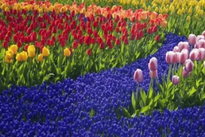 tulip jigsaw puzzle