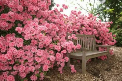 flowers jigsaw puzzle