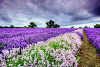 flowers jigsaw puzzle