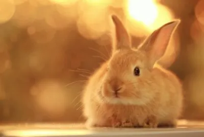 bunny