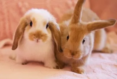 bunny