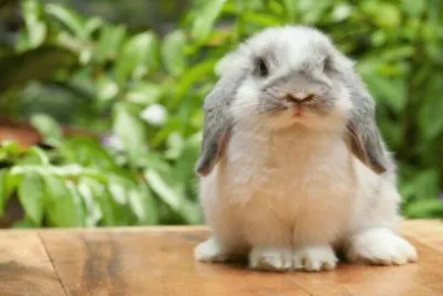 bunny
