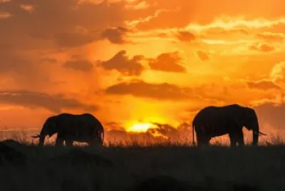 safari