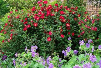 rojo y lila entre verdes