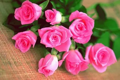 flowers