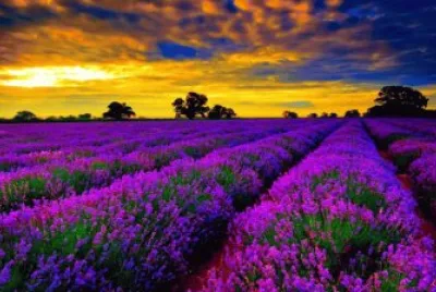 Violet Lavender Field-France, jigsaw puzzle