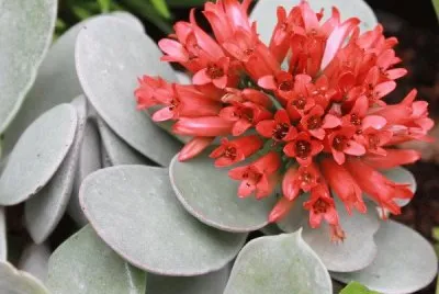 kalanchoe