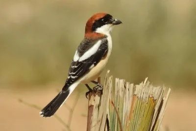 ×¦×™×¤×•×¨