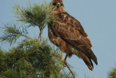 ×¦×™×¤×•×¨