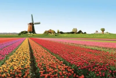 tulip jigsaw puzzle