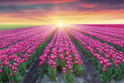 tulip jigsaw puzzle