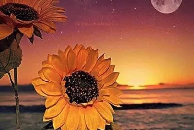 imagens jigsaw puzzle