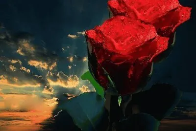 imagens
