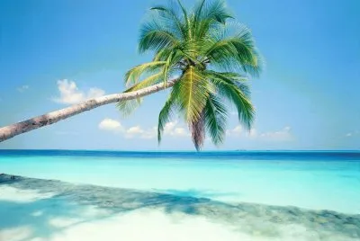 palma jigsaw puzzle