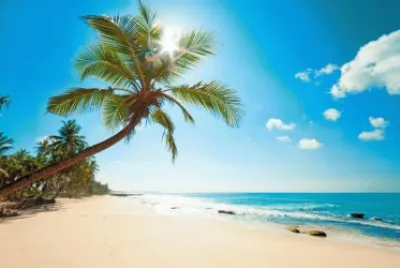 palma jigsaw puzzle