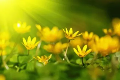 imagens jigsaw puzzle