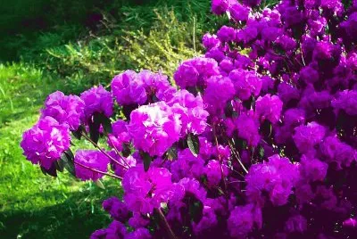April Rose Rhododendron