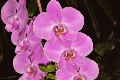 orquidea