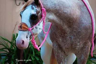 Cavalos 49