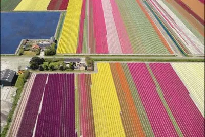 tulipfields30 jigsaw puzzle