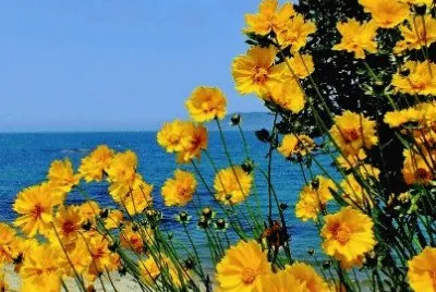 imagens jigsaw puzzle