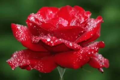 rose