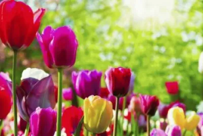 flowers jigsaw puzzle