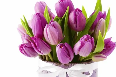 tulip