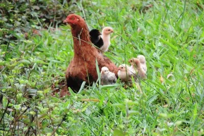 Galinha e seus pintinhos na relva