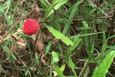 Framboesa Silvestre