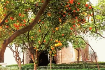 patio de los naranjos-lonja de la seda