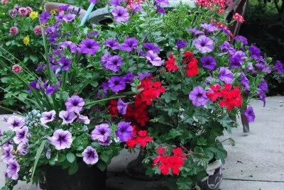 Gorgeous Petunias and Geraniums jigsaw puzzle