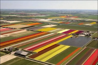 tulipfields08 jigsaw puzzle