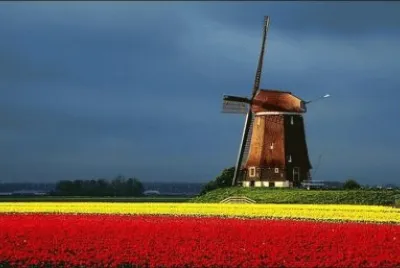 tulipfields04 jigsaw puzzle