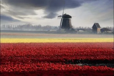 tulipfields10 jigsaw puzzle
