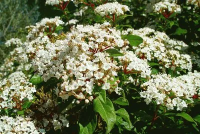 viburnum tinus