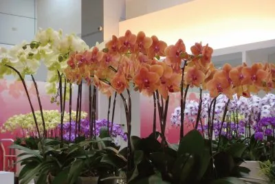è˜­èŠ±