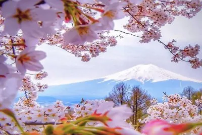 primavera jigsaw puzzle